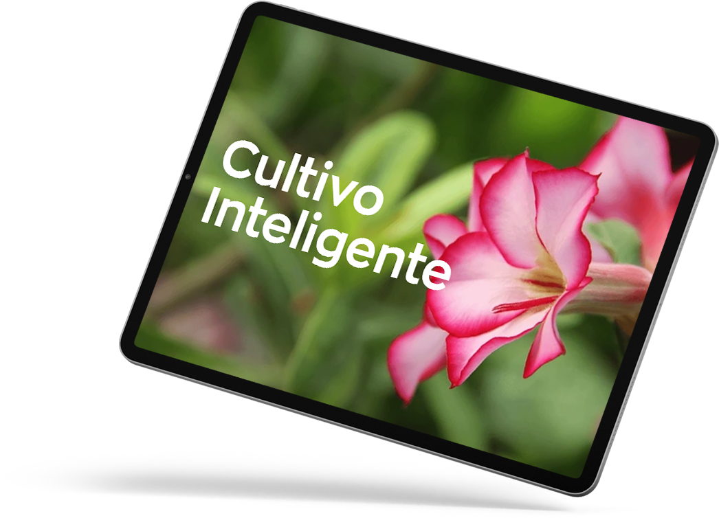 [MOCKUP COMPLETO] [CULTICO INTELIGENTE]